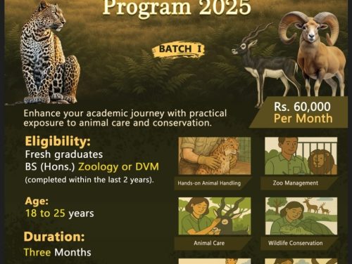 CM Punjab Worldwide Internship